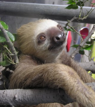 sloth9.jpg
